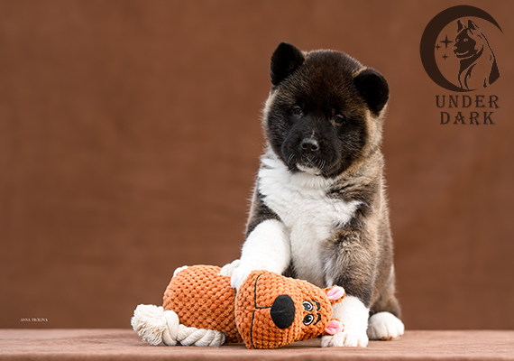 Щенки Американской акиты